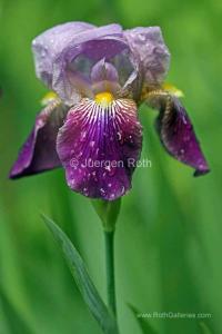Raindrops and Iris Flower Photography 